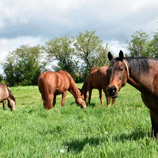 Pension pour chevaux à Saint-Gérand-le-Puy, Allier